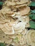 Meripilus sumstinei image