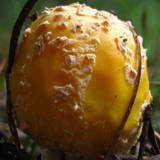 Amanita amerimuscaria image