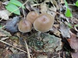 Mycena inclinata image