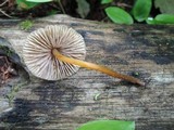 Mycena inclinata image