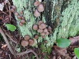 Mycena inclinata image