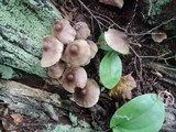 Mycena inclinata image