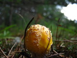 Amanita amerimuscaria image