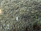 Trichoderma viride image