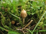 Psilocybe semilanceata image