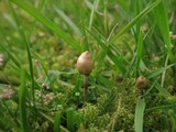 Psilocybe semilanceata image