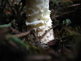 Amanita amerimuscaria image