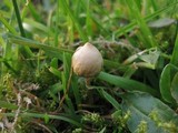 Psilocybe semilanceata image
