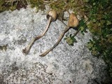 Psilocybe semilanceata image