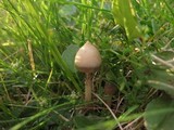 Psilocybe semilanceata image