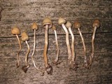 Psilocybe semilanceata image