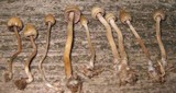 Psilocybe semilanceata image
