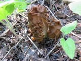 Gyromitra montana image