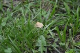 Conocybe apala image