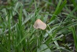 Conocybe apala image