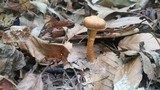Cortinarius distans image