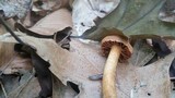 Cortinarius distans image