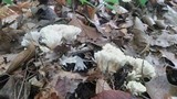 Tremellodendron pallidum image
