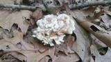 Tremellodendron pallidum image