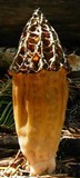 Morchella snyderi image