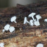 Lachnum virgineum image