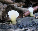 Loweomyces fractipes image