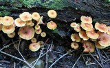 Xeromphalina kauffmanii image