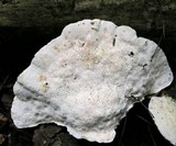 Trametes gibbosa image