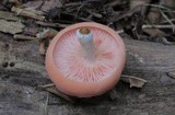 Rhodotus palmatus image