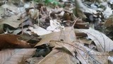 Marasmius capillaris image