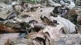 Marasmius capillaris image
