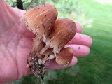 Gymnopus luxurians image
