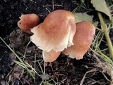 Gymnopus luxurians image