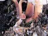 Gymnopus luxurians image