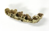 Trichaptum abietinum image