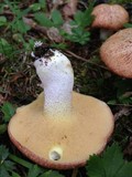 Suillus weaverae image