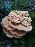 Laetiporus cincinnatus image