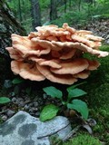 Laetiporus cincinnatus image