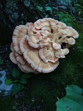 Laetiporus cincinnatus image