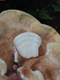 Bondarzewia berkeleyi image