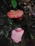 Fistulina hepatica image