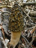 Morchella snyderi image