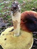 Boletus hortonii image