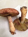 Boletus hortonii image