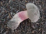 Caloboletus inedulis image