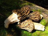 Morchella snyderi image