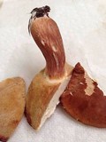 Xanthoconium affine image