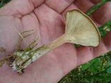 Clitocybe squamulosa image