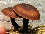 Gymnopus brassicolens var. brassicolens image