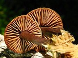 Gymnopus brassicolens var. brassicolens image